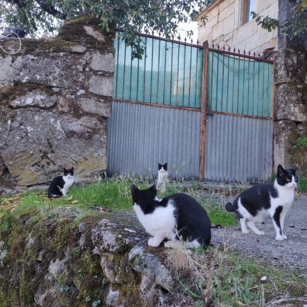 O Grove invierte más de 9.800 euros en la esterilización de gatos callejeros