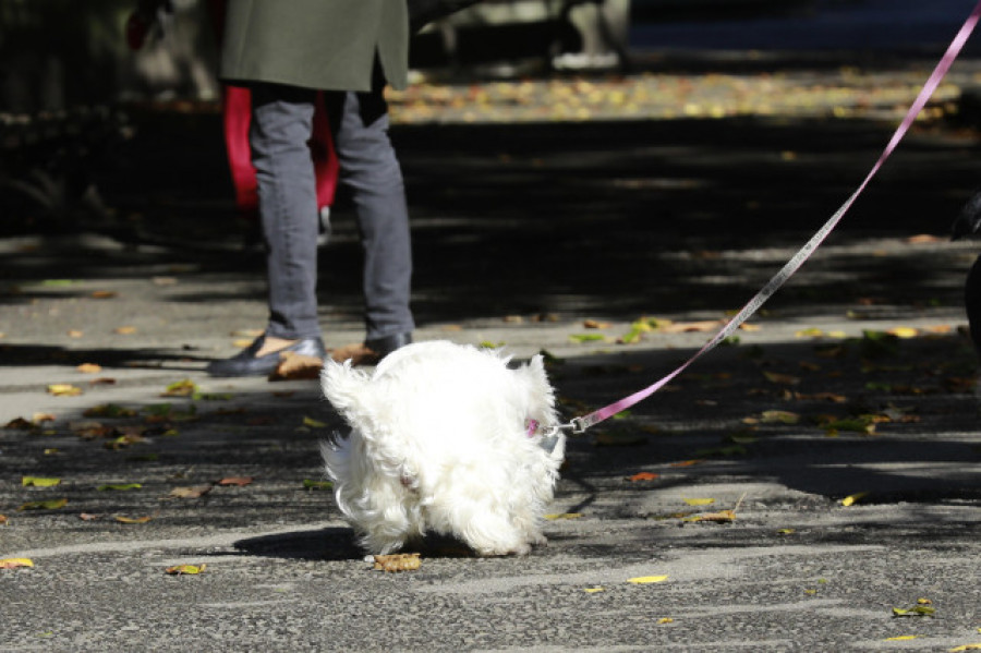 Ley animal: ¿Que está pendiente para 2025? Cursillo de perros, seguro y listado positivo