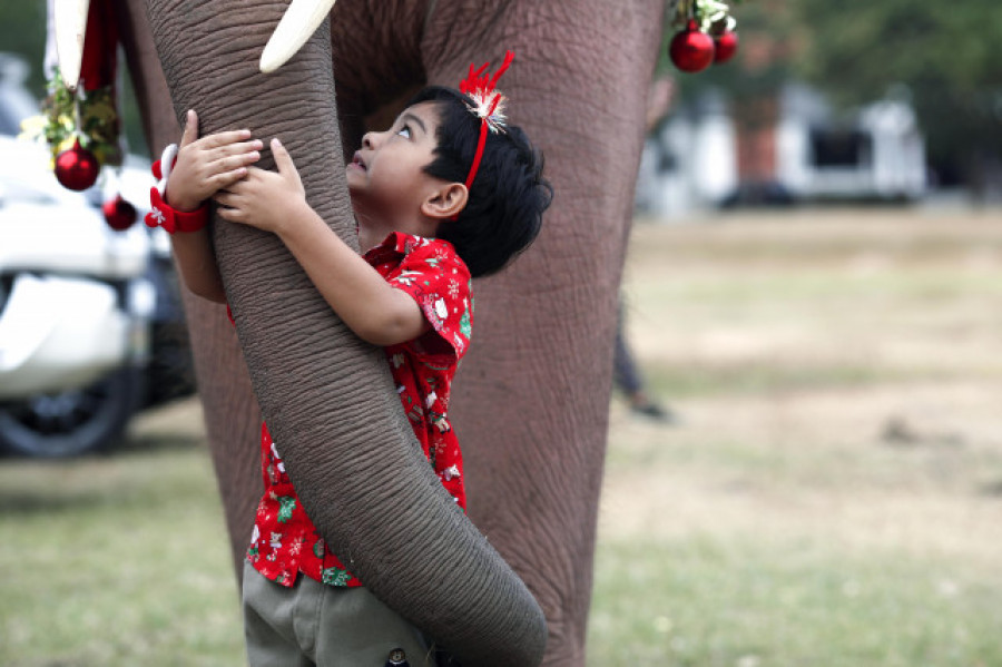 Muere una turista española al ser atacada por un elefante en Tailandia