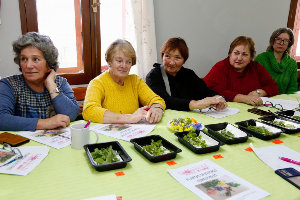 Taller plantas silvestres comestibles as saíñas castrelo cambados