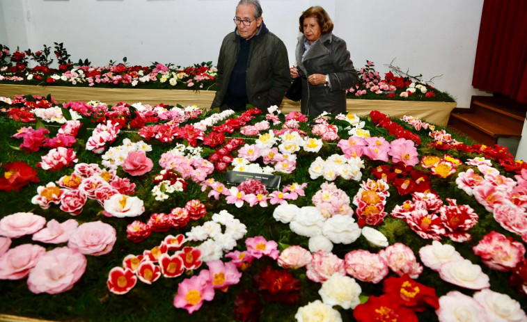 Rubiáns se engalana para homenajear a la camelia, la reina de sus jardines