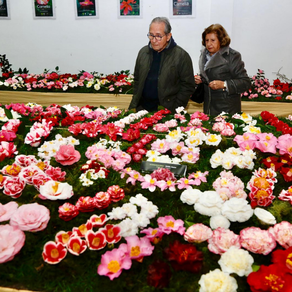 Rubiáns se engalana para homenajear a la camelia, la reina de sus jardines