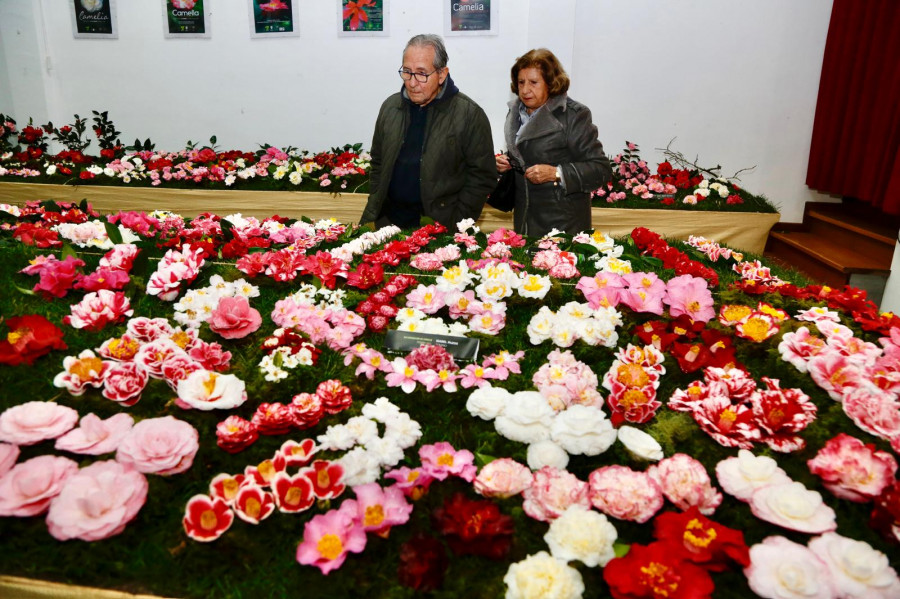 Rubiáns se engalana para homenajear a la camelia, la reina de sus jardines