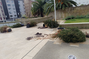 Abetos abandonados en una plaza en sanxenxo