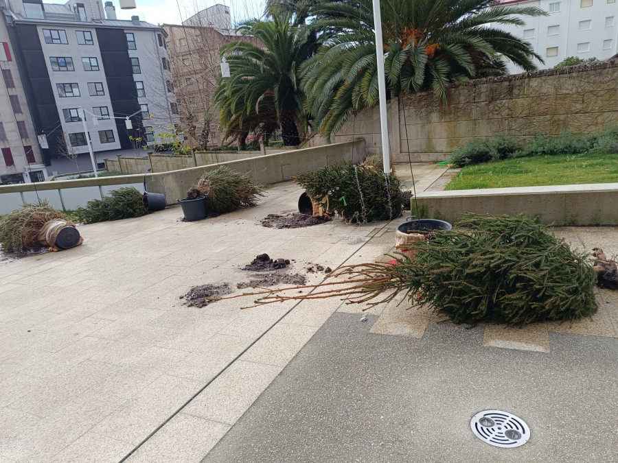 Vecinos de Sanxenxo denuncian el abandono de abetos de Navidad en la Praza de O Pazo