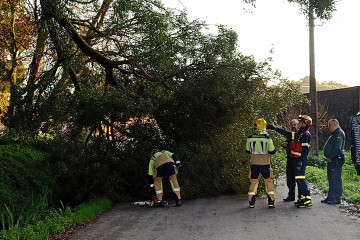 Retirada de arbol bomberos boiro