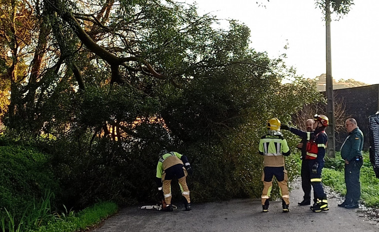 Los bomberos retiran un árbol de la carretera en Boiro