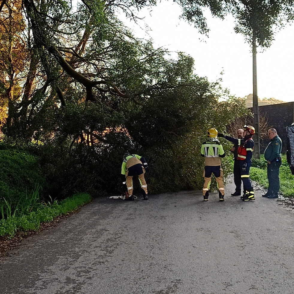 Los bomberos retiran un árbol de la carretera en Boiro