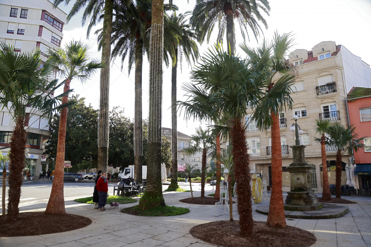 Nuevas palmeras caldas de reis