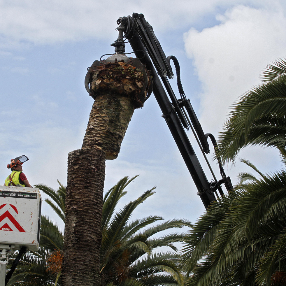 El picudo gana la batalla: O Salnés perdió más de 120 palmeras públicas en la última década