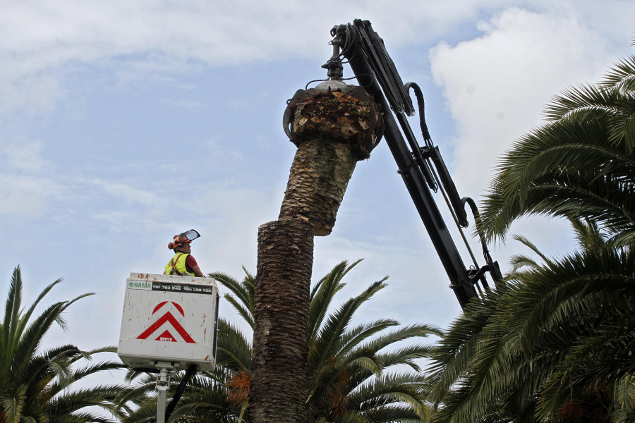 El picudo gana la batalla: O Salnés perdió más de 120 palmeras públicas en la última década