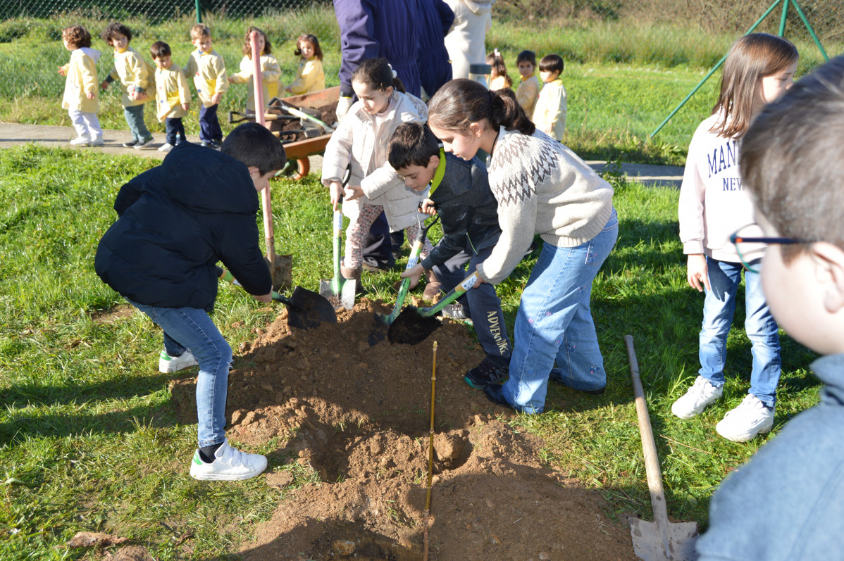 Colegio vilalonga plantacion arboles