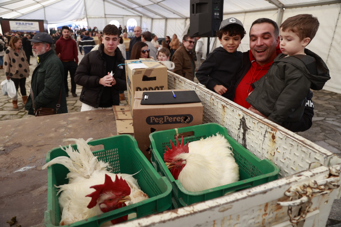 Subasta modia gallinas