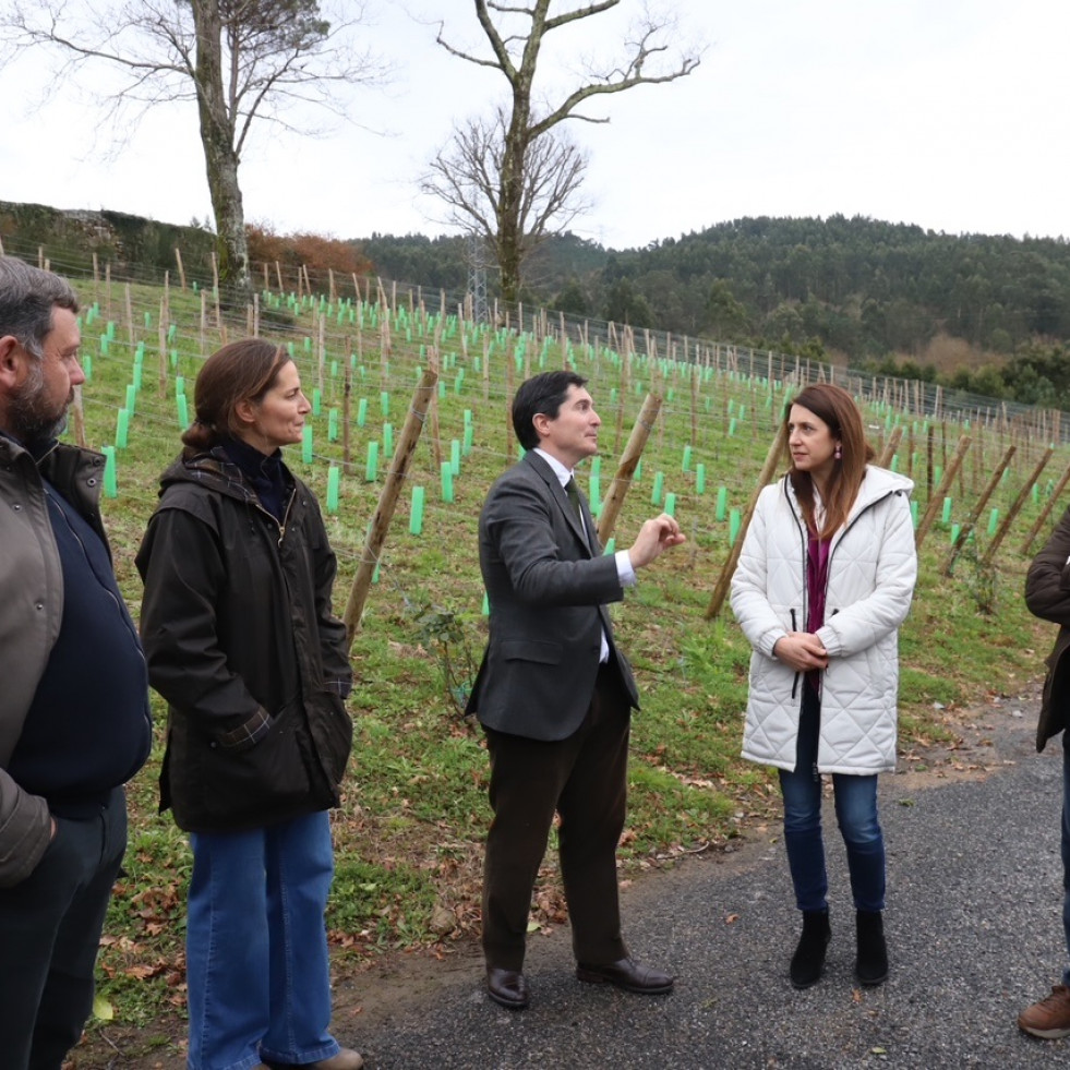 La Xunta destina 3,1 millones a ayudas para la reestructuración y reconversión del viñedo