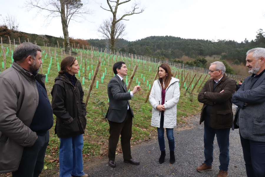 La Xunta destina 3,1 millones a ayudas para la reestructuración y reconversión del viñedo