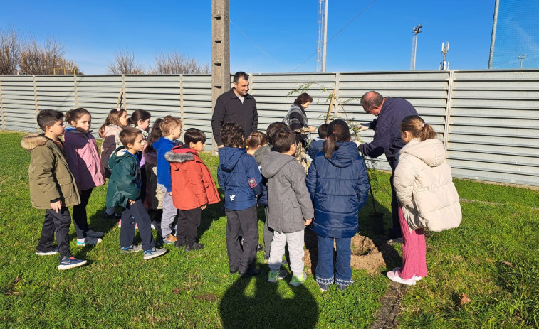 El alumnado de Noalla, en Sanxenxo, planta doce árboles en el patio del colegio