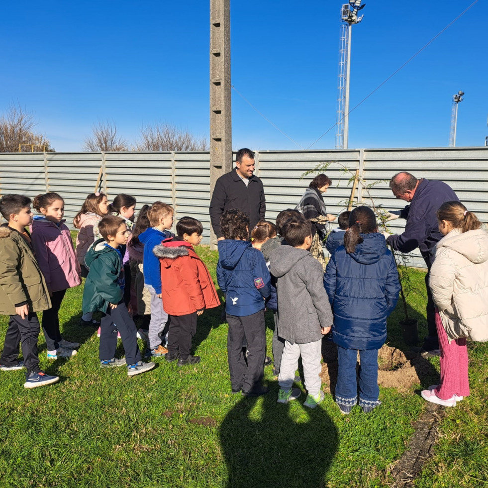 El alumnado de Noalla, en Sanxenxo, planta doce árboles en el patio del colegio