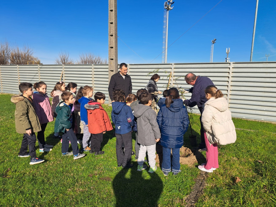 El alumnado de Noalla, en Sanxenxo, planta doce árboles en el patio del colegio