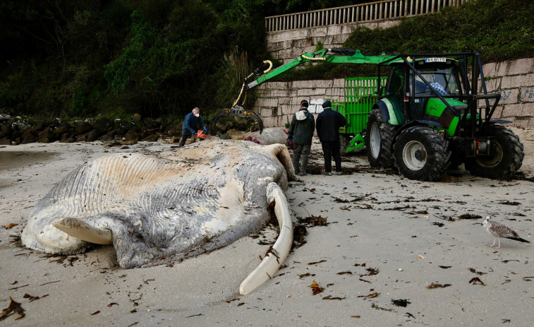 Ribeira fue la localidad gallega en la que se registraron más varamientos de animales en 2024