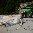 Ballena Sanxenxo