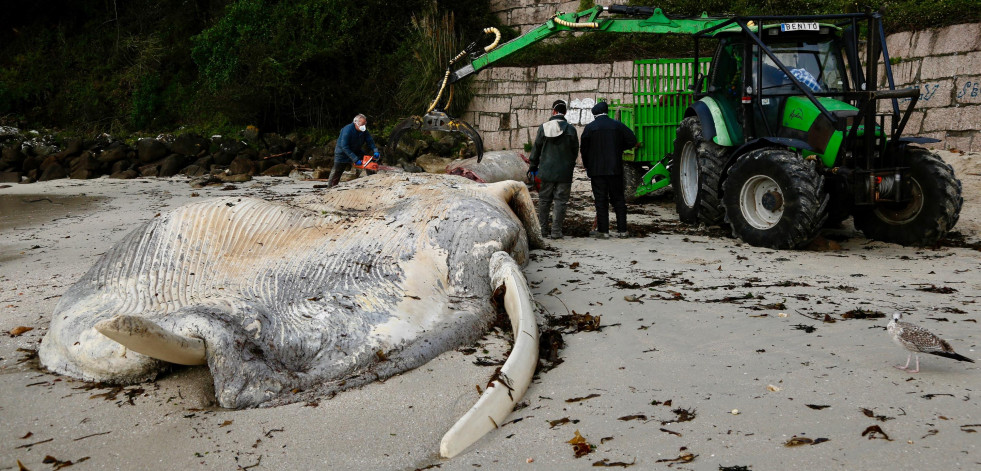 Ribeira fue la localidad gallega en la que se registraron más varamientos de animales en 2024