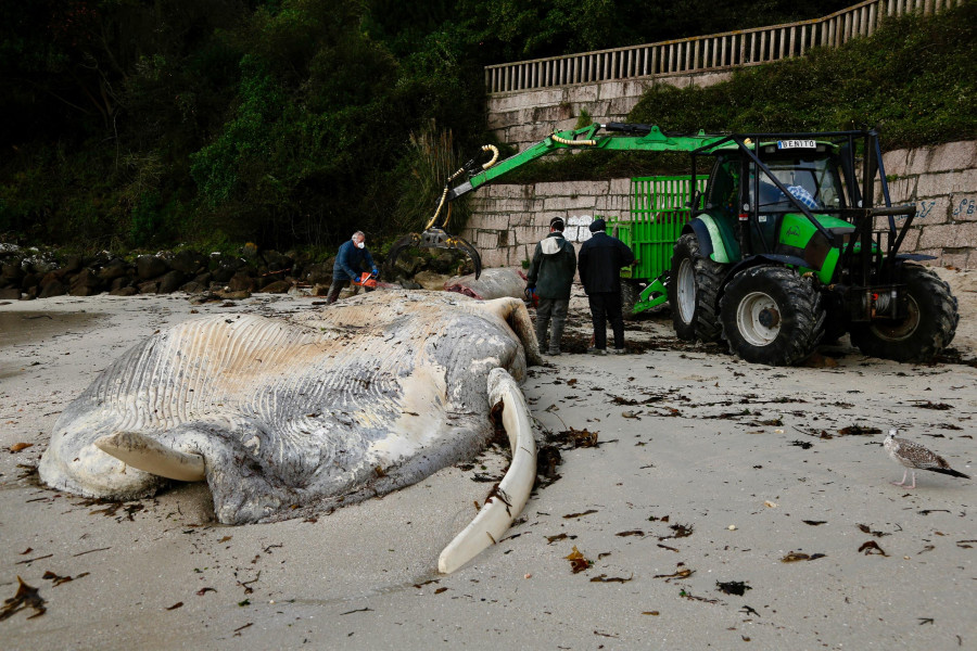 Ribeira fue la localidad gallega en la que se registraron más varamientos de animales en 2024