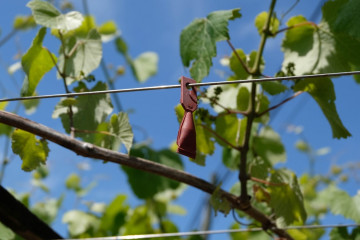 Confusión sexual feromonas polilla racimo