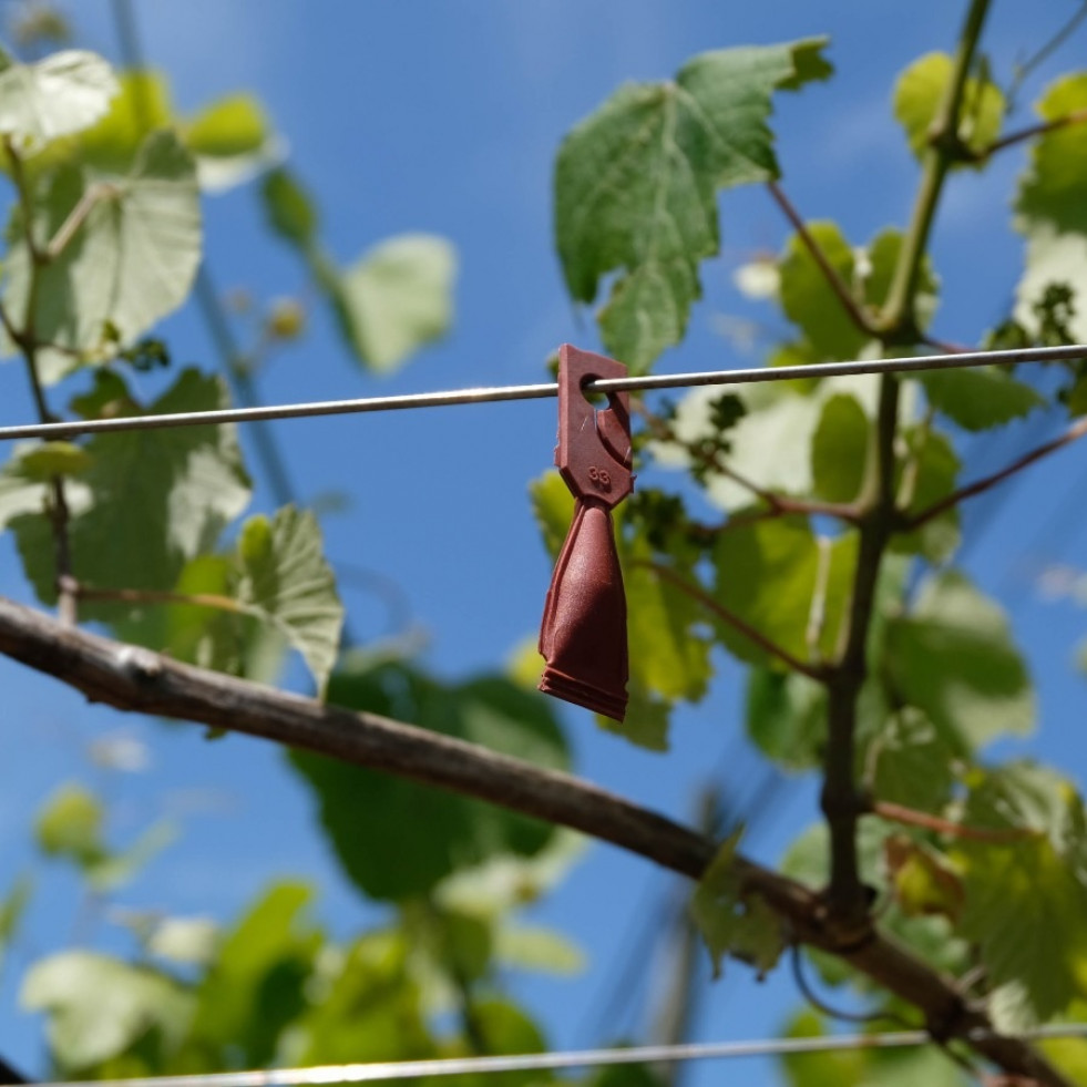 Exponen los beneficios del uso de feromonas para el control biológico de la polilla del racimo