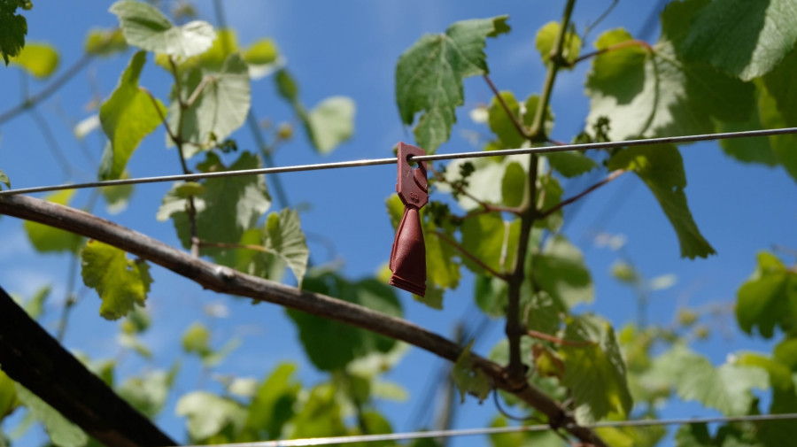 Exponen los beneficios del uso de feromonas para el control biológico de la polilla del racimo