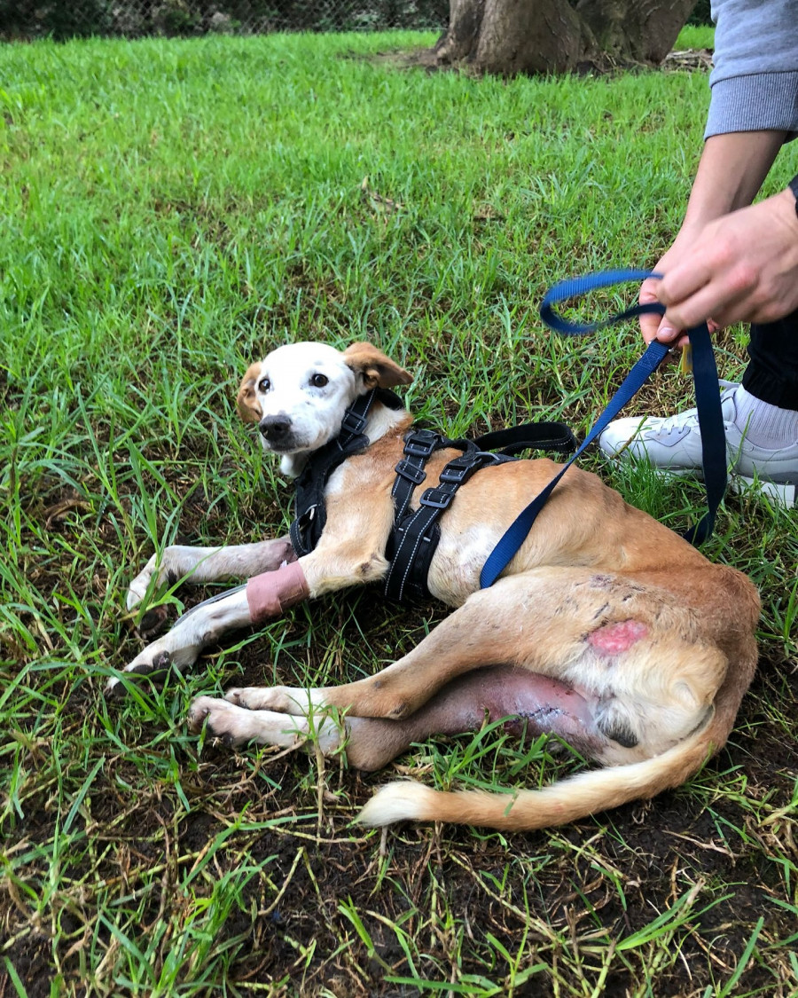 Buscan familia para Biss, uno de los perros retirados a un cambadés con un presunto síndrome de Noé