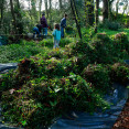 Planta invasora bosque Fefiñáns