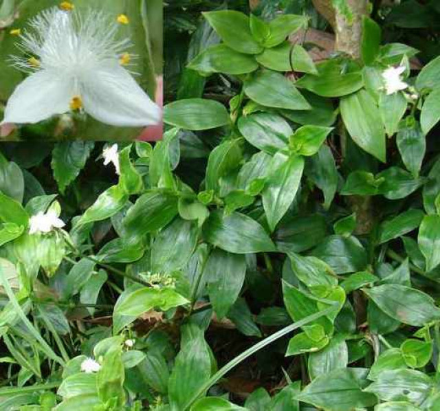 EjemplardeTradescantiaFluminensis