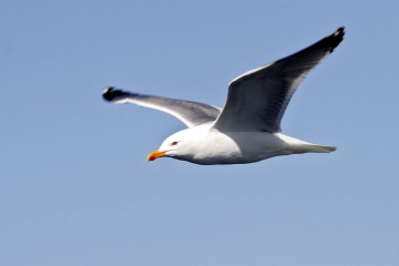 Gaviota volando