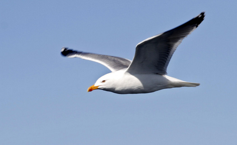 ¿Quieres conocer los pájaros de la Ría de Arousa? Abren la inscripción para una ruta