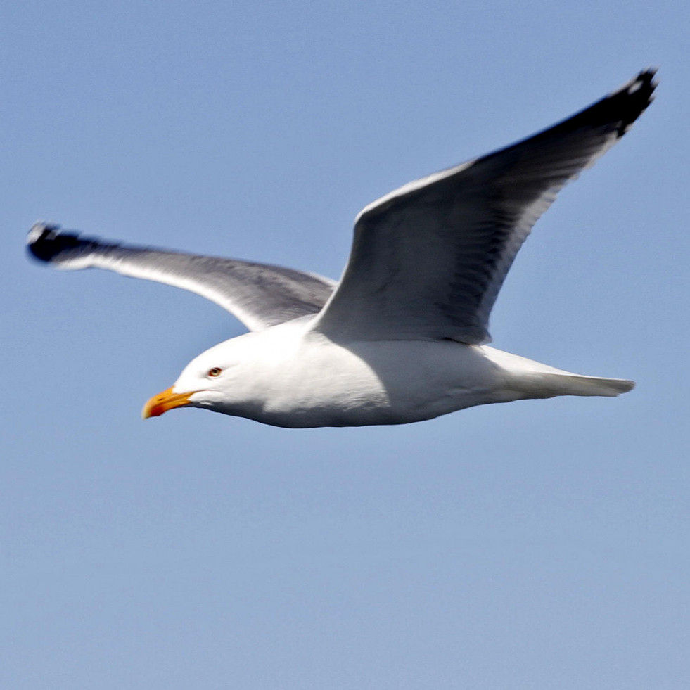 ¿Quieres conocer los pájaros de la Ría de Arousa? Abren la inscripción para una ruta