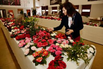 Mostra da Camelia en Cambados