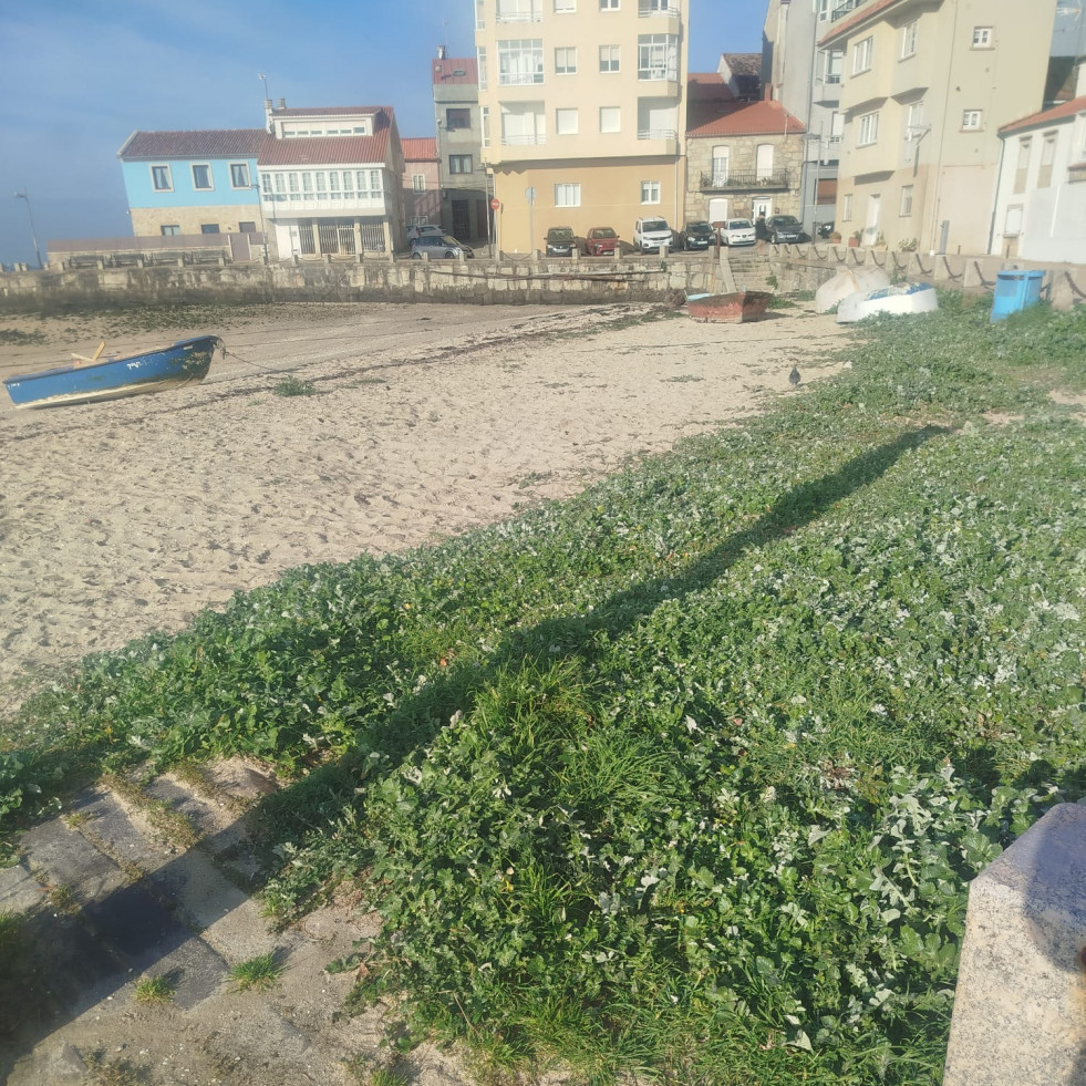 Denuncian el estado de la playa de A Covacha por una planta “que a está cubrindo toda”