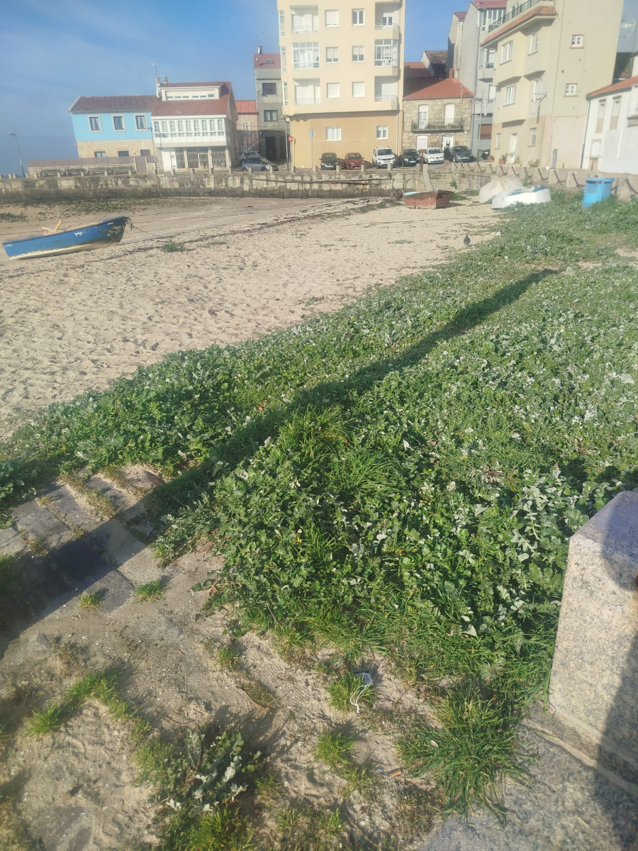 Denuncian el estado de la playa de A Covacha por una planta “que a está cubrindo toda”