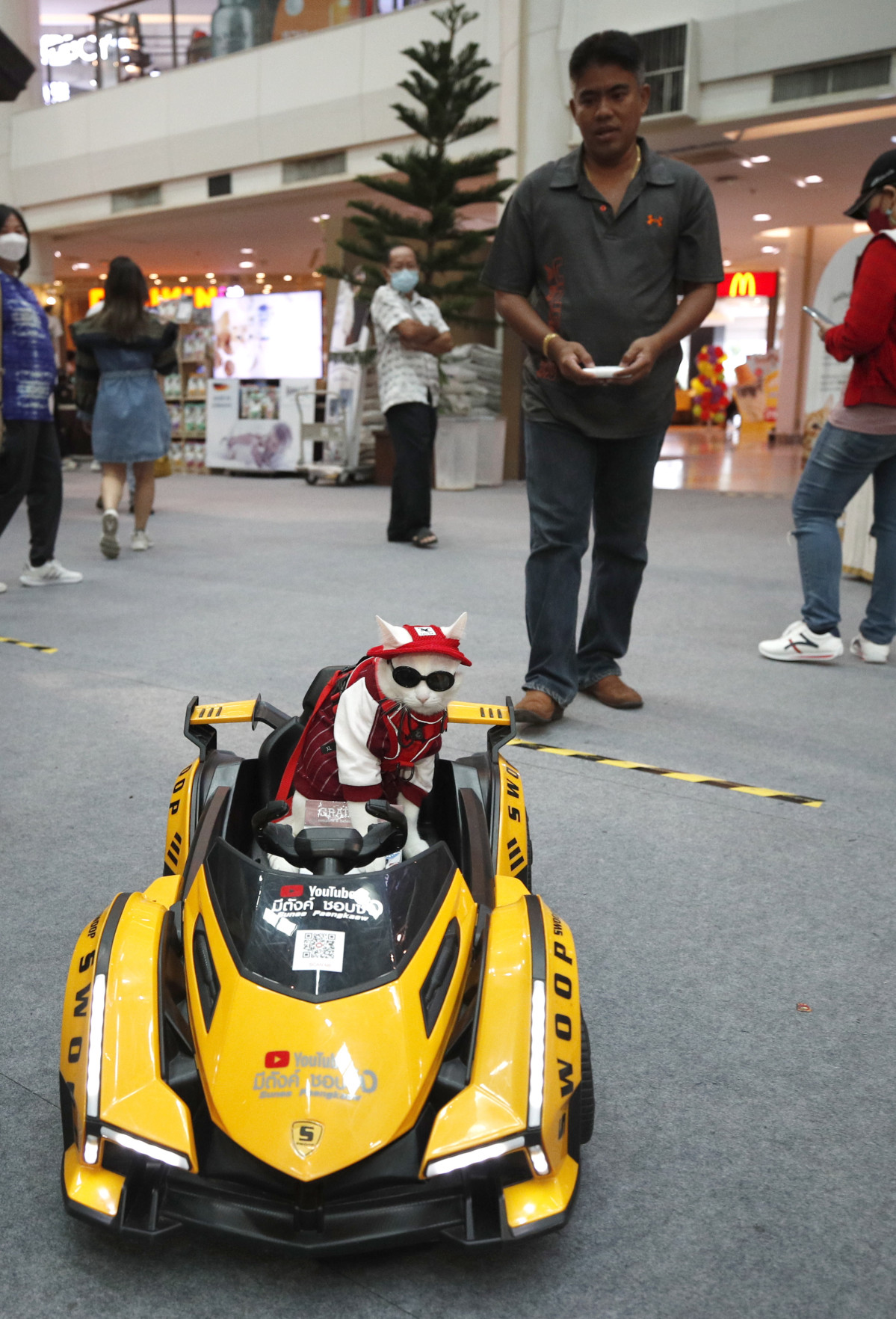 Un gato se prepara para participar en un desfile en una exhibiciu00f3n gatuna  en Bangkok @EFE (3)